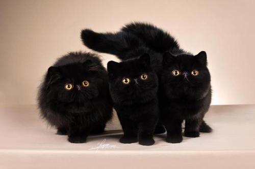 I would feel extremely lucky if these black cats crossed my path