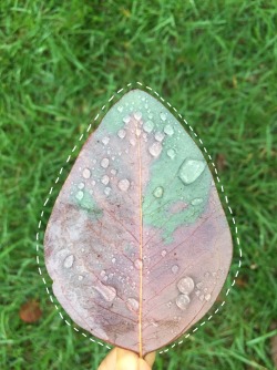 sandiegogh:  So I woke up early today to take pictures of the sunrise but it was misty af… I’m pleased though with these cute photos of a leaf. 