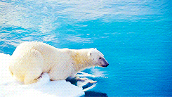   To the Arctic 3D (2012)  