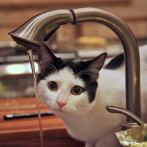 coolcatgroup:mischiefandmay:Playing in the sinkMy sister’s kitten Mo, aka Molokini@mostlycatsmostly