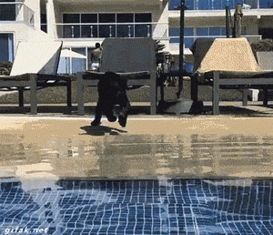 pleatedjeans:  20 People and Animals Who Have Made a Huge Mistake