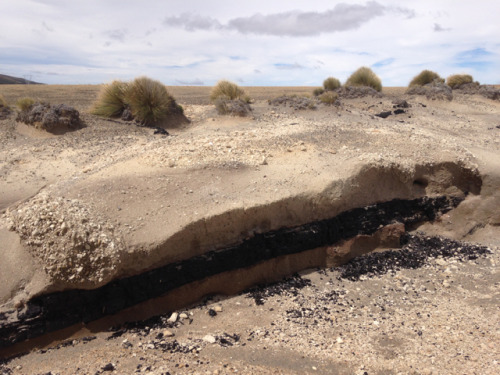 indubitablydipav:the charred remains of a tree from the Taupo Eruption long ago…