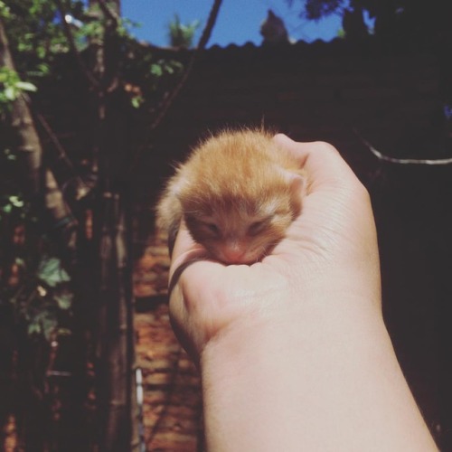 Iz just spawned #cat #kitten #kitteh (en Barrio Residencial Mburucuyá) www.instagram.com/p/B