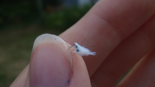 milkmoon:  the-darkest-of-lights:  princenotcharming:  princessplutto:  bonemoss:  no offense but have u seen wooly aphids  I thought this was a little fairy  I’ve actually always called these fairies lol. I even got a pic of over somewhere that looks
