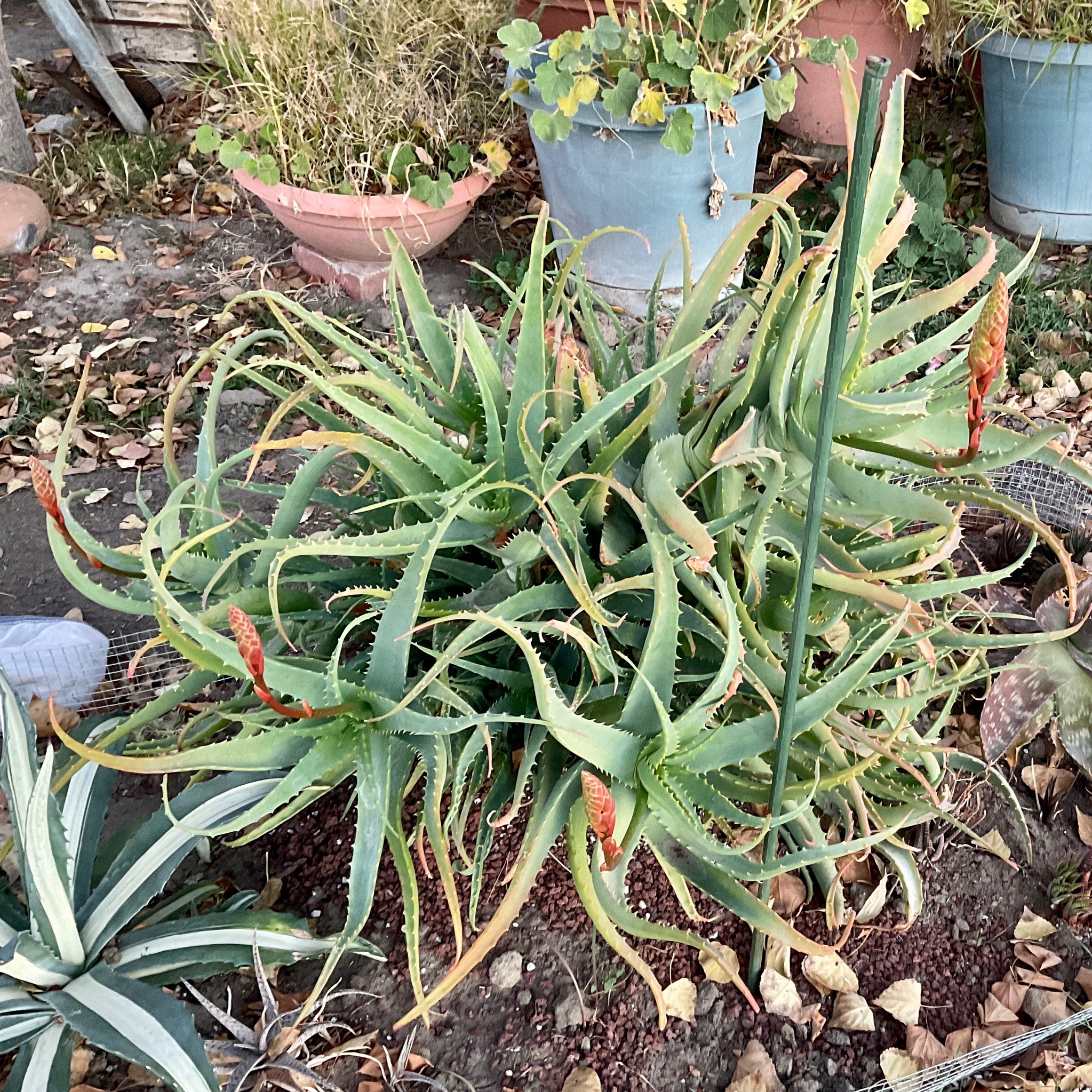 A large tangle of toothy green aloe leaves. Several flower stalks, deep red and conical at the top, curve up from the mess of it.