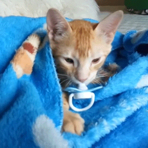 Cat With Paci