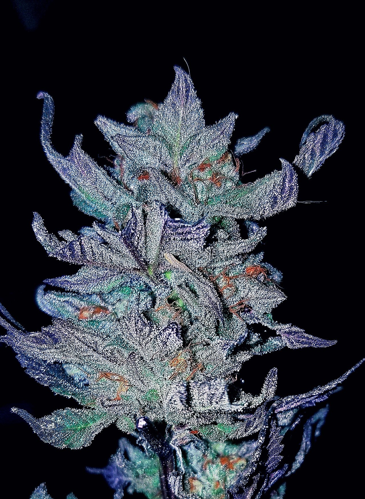 oregonsweetleaf:  Homegrown Bruce Banner