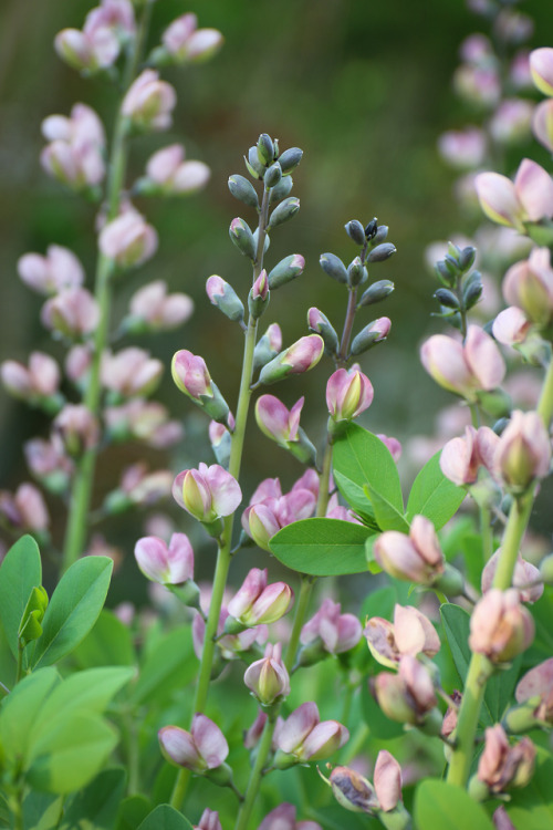 The May garden filling up with color !    Pink Truffles Baptisia so very pretty along with