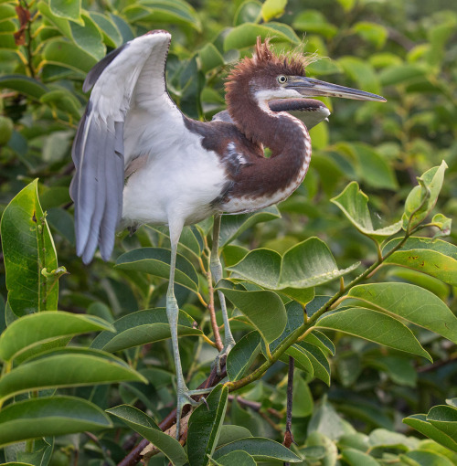 emuwren:On the southeastern coastal plain, the Tricolored Heron - Egretta tricolor; is a characteris