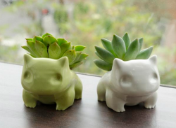 effervescentvibes:  candy-spraypaint:Bulbasaur Succulents    good vibes here 