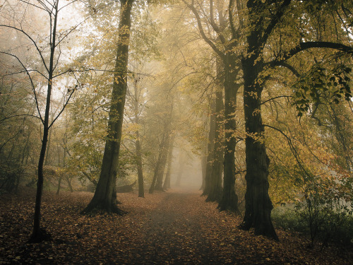 ardley:Yellow Canopies, LondonPhotographed By Freddie Ardley