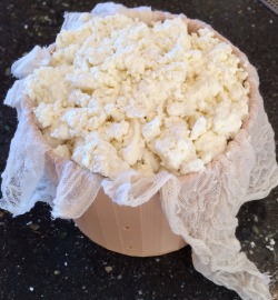 Freshly made cheese curd packed into mold