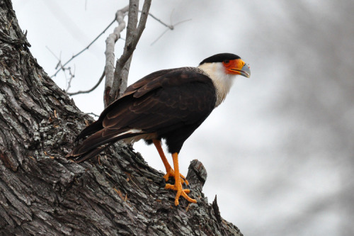 Crested Caracara (Caracara plancus) at Lake Corpus Christi State Park, Texas, USA© Christopher L. Ch