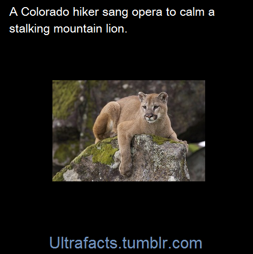 ultrafacts:  Kyra Kopenstonsky was  stalked by the lion for about 20 minutes, during