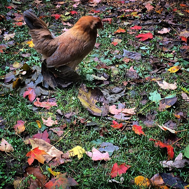 Miss Gayle enjoys the new seasonal “yard art” #easteregger #chickensofinstagram #bantam