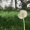 cottageaesthetic: