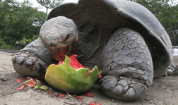 sdzoo:Even Galapagos tortoises enjoy watermelon in the summer. Watch the full video.