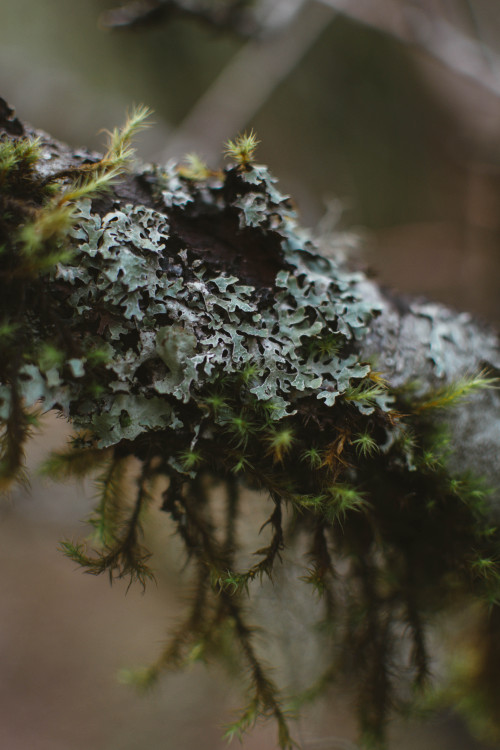 Lichen and moss on a peach tree