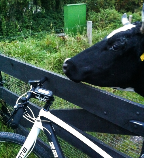 wdb-photography:Stuff I saw on my bike ride I saw a cow :) She checked my progress and wanted to tas