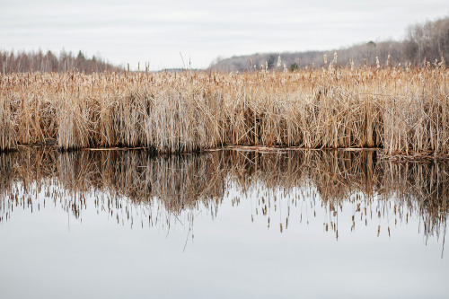 Chilly December walk. 12.16.15