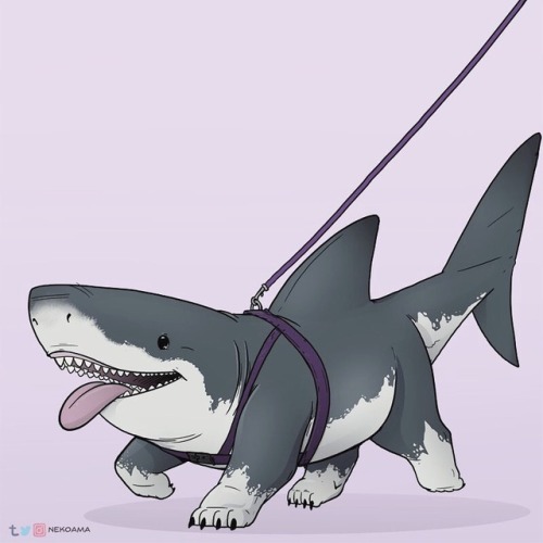 nosiize: nekoama: Some more Sharkpup babies! Mako Sharkpup, Great White Sharkpup and Tiger Sharkpup 