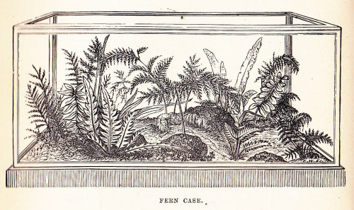 Fern case.The Window Gardener, 1889