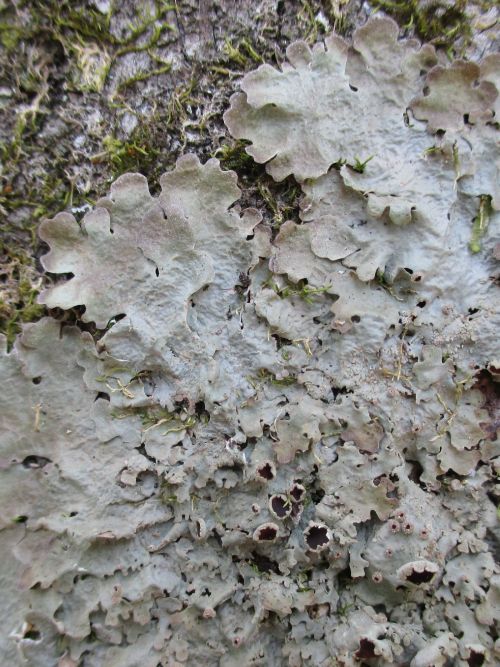 Lobaria raveneliiThis gorgeous foliose lichen can be found growing on mossy rocks and wood in open w