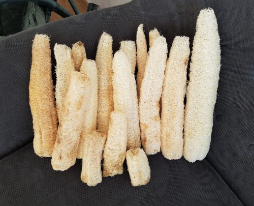 allthingssoulful-garden:Here are my luffa sponges so far. I still have around 10 gourds drying that 