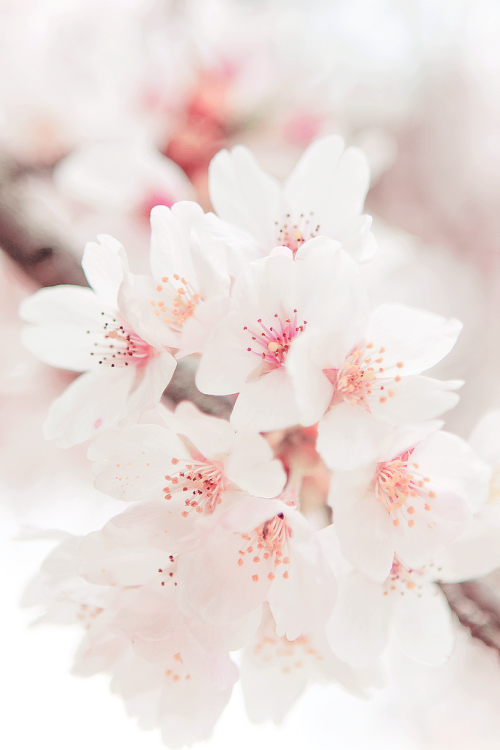  Hanami : cherry blossom (by jiquem) 