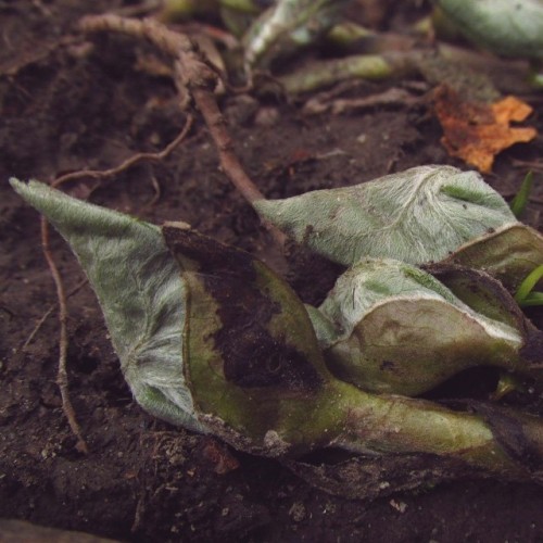 The wild ginger colonies are starting to produce furry leaf buds! 