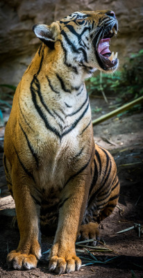 sdzoo:   	Malayan tiger named Berani at the San Diego Zoo | photo by Craig Chaddock    	