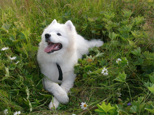 lifeofsamoyeds:Just happy Fanya