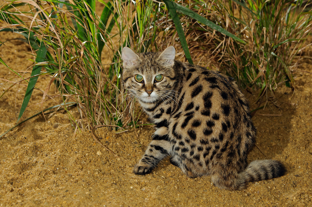 end0skeletal:The black-footed cat (Felis nigripes) is both the smallest African
