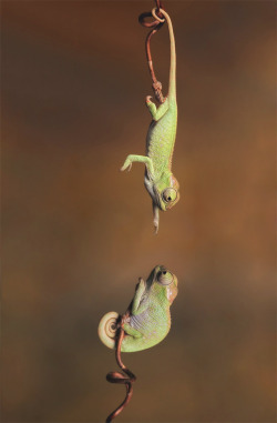 nature-madness:  Baby Chameleons | Igor Siwanowicz 