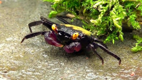 unicornempire:naamahdarling:end0skeletal:Geosesarma dennerle, or the purple vampire crab, is a speci