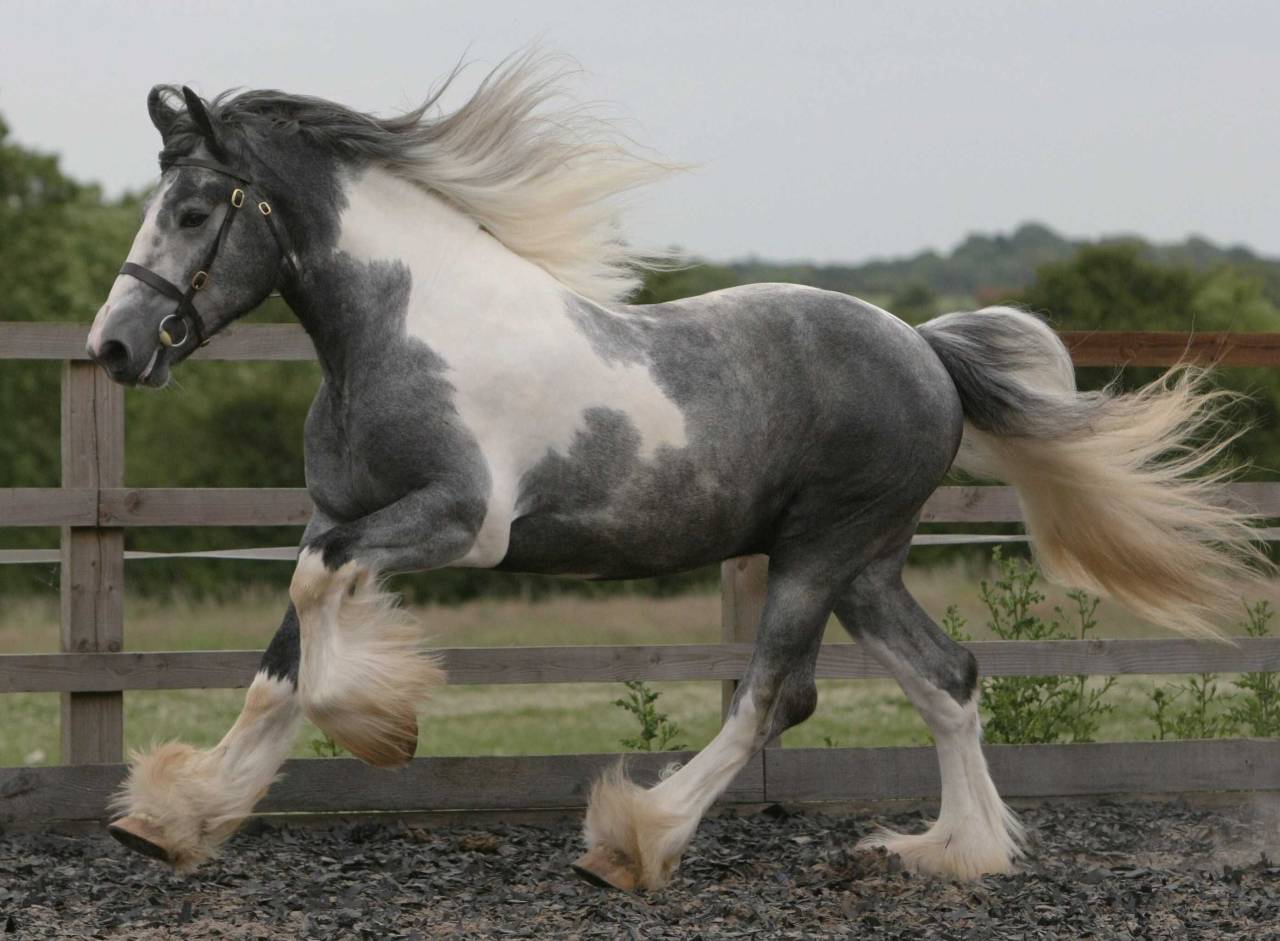 scarlettjane22:    Hayfield Trooping The Colour  http://www.hayfield-drum-horses.co.uk/