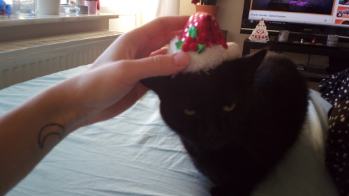 unflatteringcatselfies:  this is shinya aka lillis. she’s almost 7yo but the tiniest little stink eye demon baby you’ve ever seen!! she’s got mitten paws and is done with everyone’s shit.