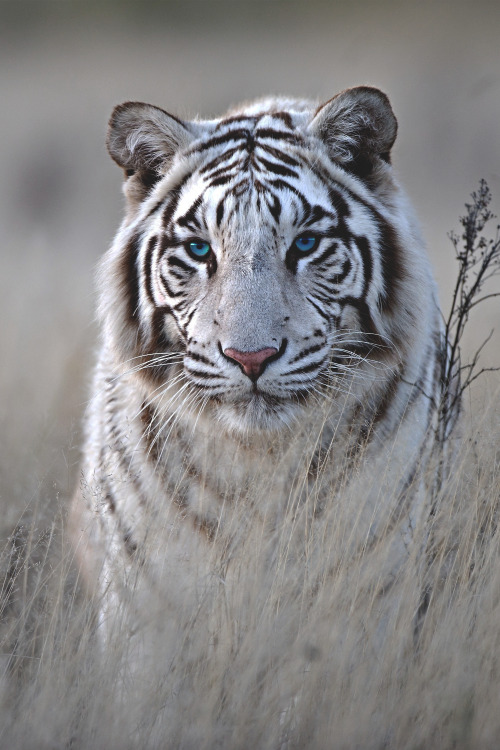 w-canvas - Tiger in White | Photographer