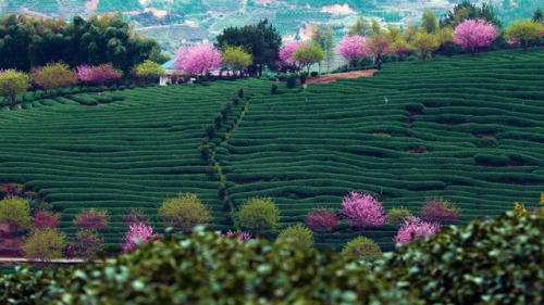 fuckyeahchinesegarden:tea plantation in china