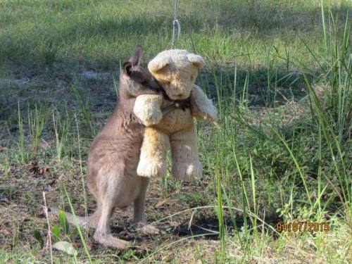 di-a-man-te:  Orphaned wallaby named Doodlebug, holding a bear he loves very much.Photo credit: Gillian Abbott 