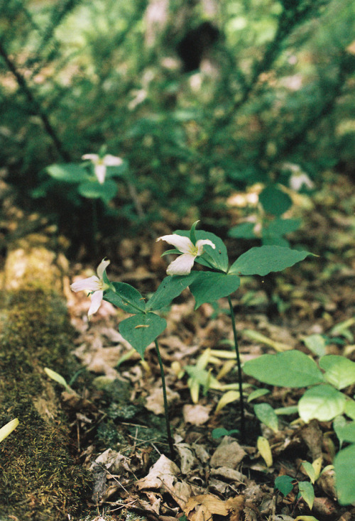 Owen Sound - June 2018Afga Vista 400 x Olympus OM-1prints | instagram