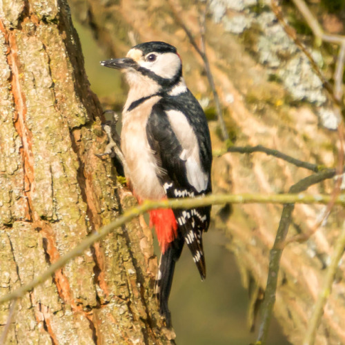 Some birds captured the last days/weeks&hellip;I&rsquo;m not sure, but the names should be (in order