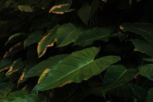 venus-garden: Jardín Botánico IB-UNAMinstagram / behance