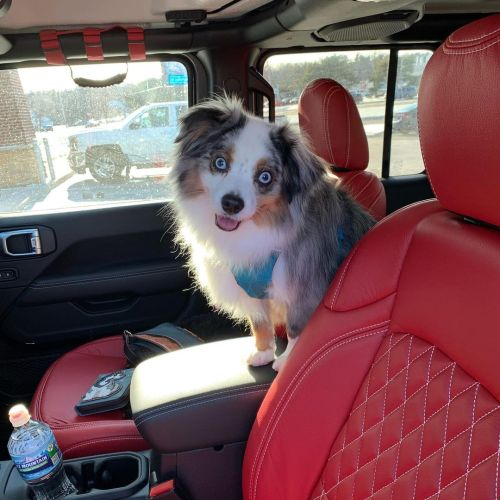 Two favorite things…my pup and jeeps. ❤️❤️ #miniaussie #jeepwrangler #jeepswithdogshttps://