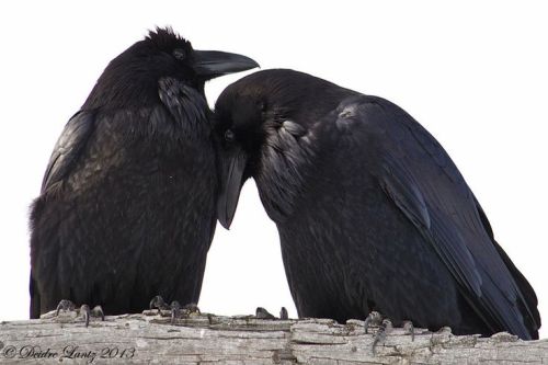  avianawareness:   “Researchers found that ravens often use their beaks like hands to make gestures toward others.  Ravens and their relatives such as crows and magpies have been found to be remarkably intelligent over the years, surpassing most