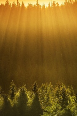 ponderation:  Misty Morning in the Forest