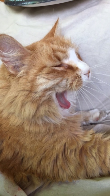 Here’s a compilation of some mid-yawn shots of Douglas(submitted by fairyganjmother)