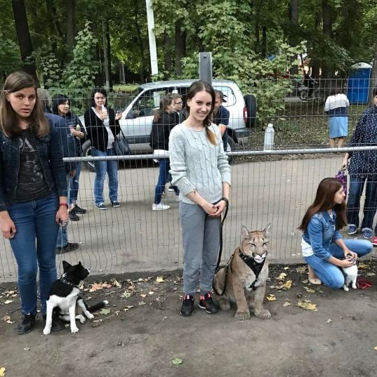 Porn Puma Rescued From A Contact-Type Zoo Can’t photos