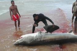 veganisem:  crepehangar:  graveyardhag:  electripants:  vixxey:  Today, a female great white shark had her fins hacked off in Inhambane, Mozambique (South Africa). Nets had been put up in the area by Chinese shark fin traders, as South Africa is known