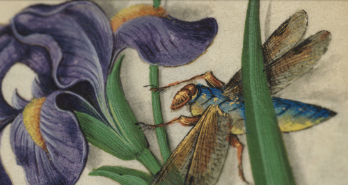 Master of Claude de France, Book of Flower Studies, ca. 1510–1515. The Cloisters Collection, metmuse